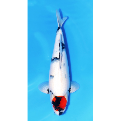 KGE.01 TANCHO SHIRO UTSURI